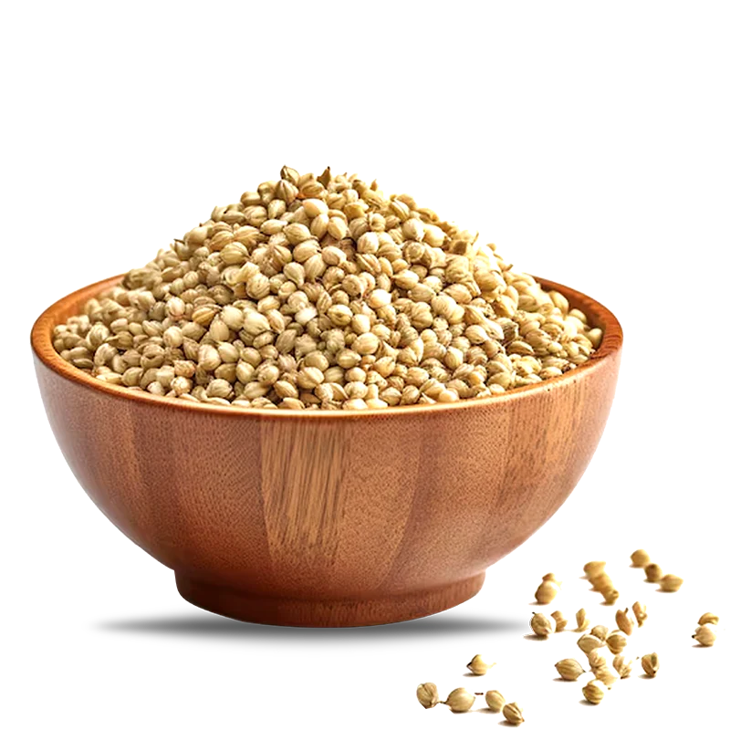 Coriander