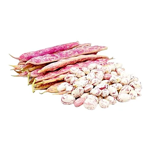Cranberry Beans